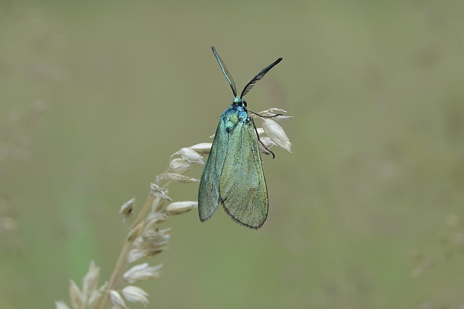 Green metal - Geleedpotigen - Metaalvlinder
