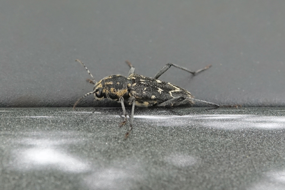 Grijze wespenboktor - Geleedpotigen - Grijze wespenboktor