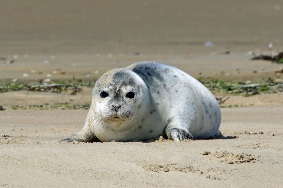 Grijze zeehond - Zoogdieren - 