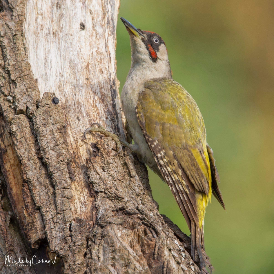 Groene specht - Vogels - Groene specht