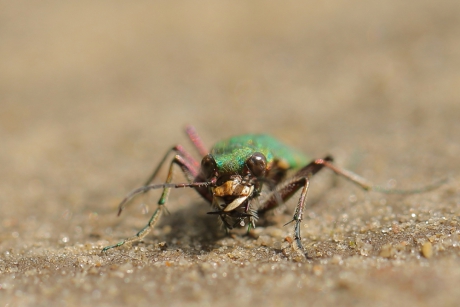groene zandloopkever