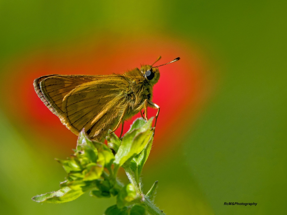 Groot dikkopje. - Geleedpotigen - Groot dikkopje.