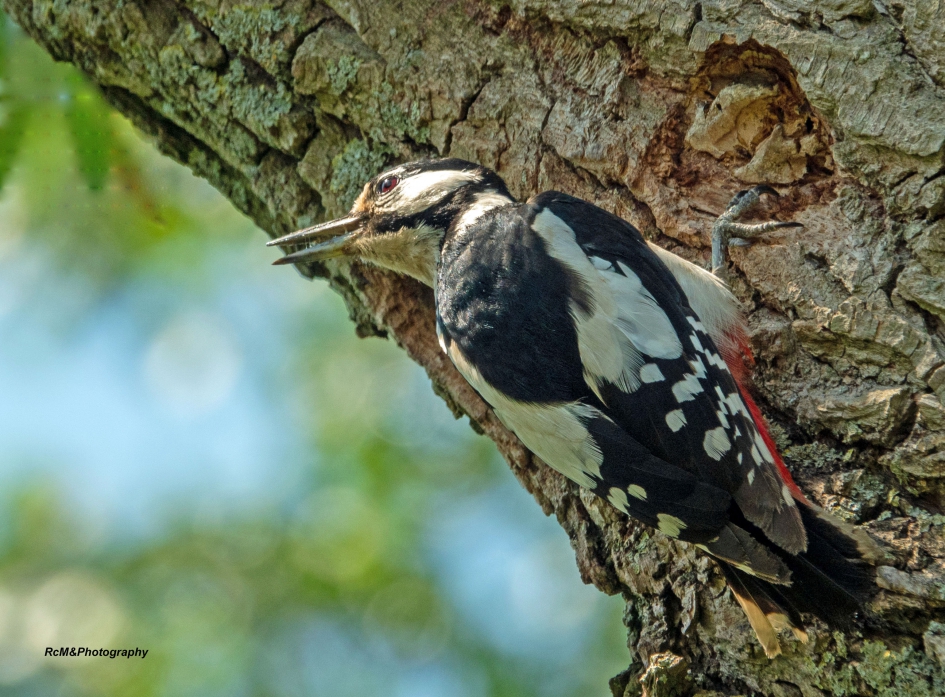 Grote bonte specht. - Vogels - Grote bonte specht.