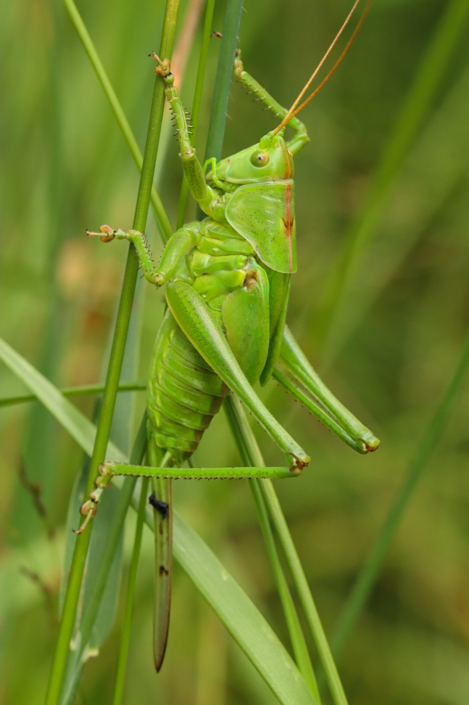 Grote groene sabelsprinkhaan - Geleedpotigen - Grote groene sabelsprinkhaan