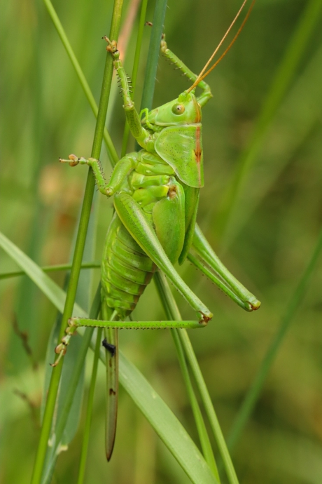 Grote groene sabelsprinkhaan