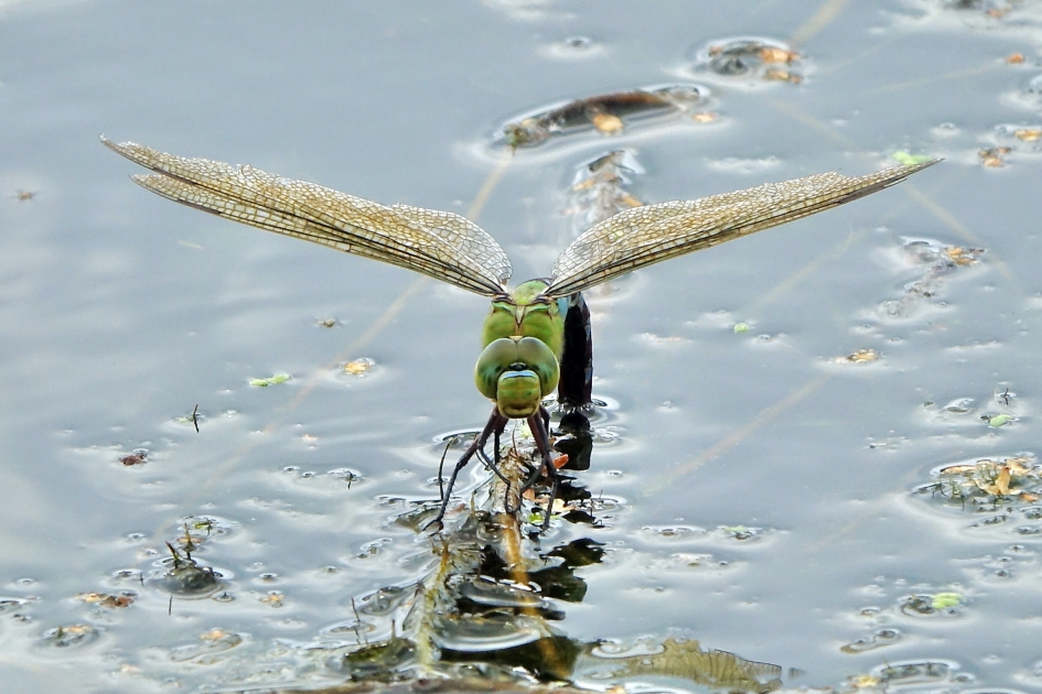 Grote keizerlibel - Geleedpotigen - Grote keizerlibel