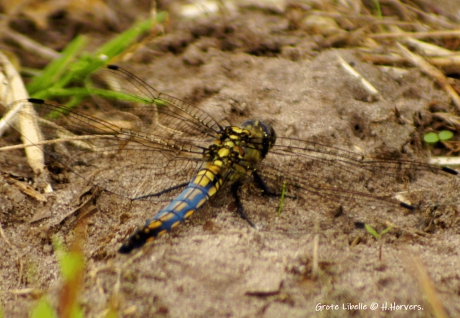 Grote Libelle