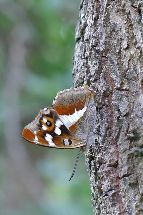 grote weerschijnvlinder - foto 3 van 3-