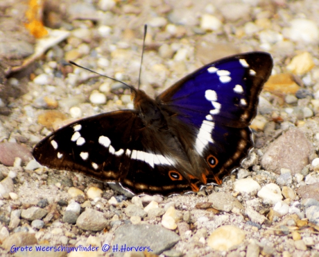 Grote Weerschijnvlinder