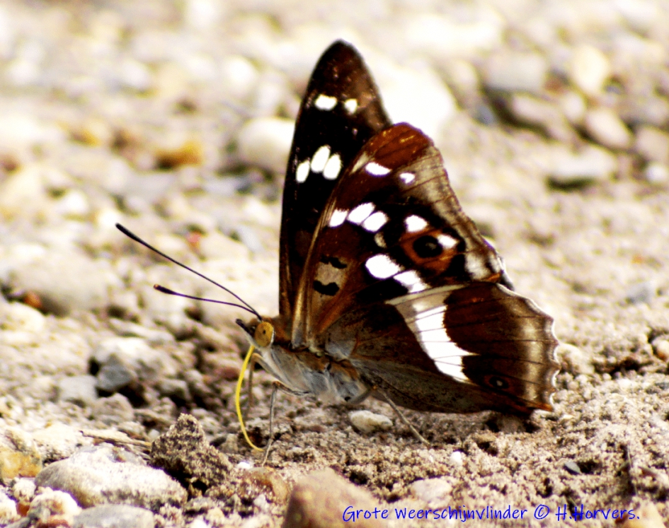 Grote Weerschijnvlinder - Geleedpotigen - Grote Weerschijnvlinder