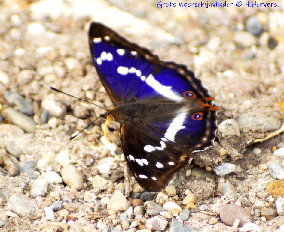 Grote Weerschijnvlinder - Geleedpotigen - Grote Weerschijnvlinder