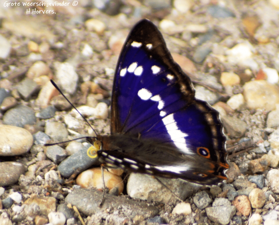 Grote Weerschijnvlinder - Geleedpotigen - Grote Weerschijnvlinder