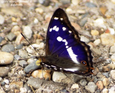 Grote Weerschijnvlinder
