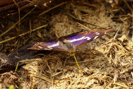 Grote weerschijnvlinder