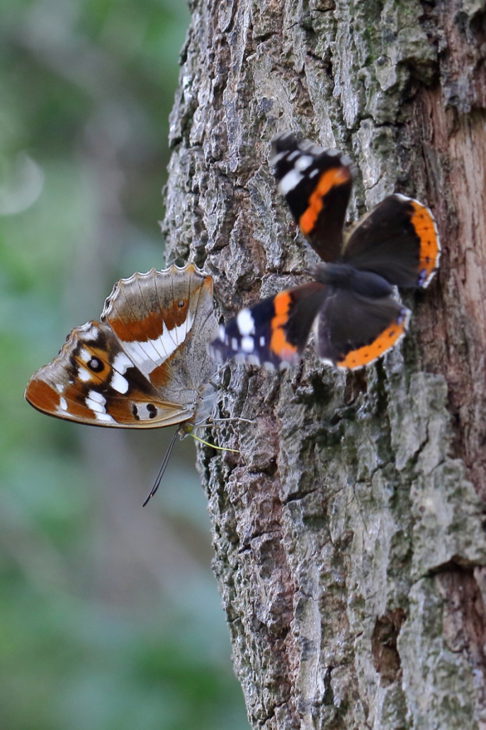 grote weerschijnvlinder en atalanta-foto 1 van 3- - Geleedpotigen - grote weerschijnvlinder
