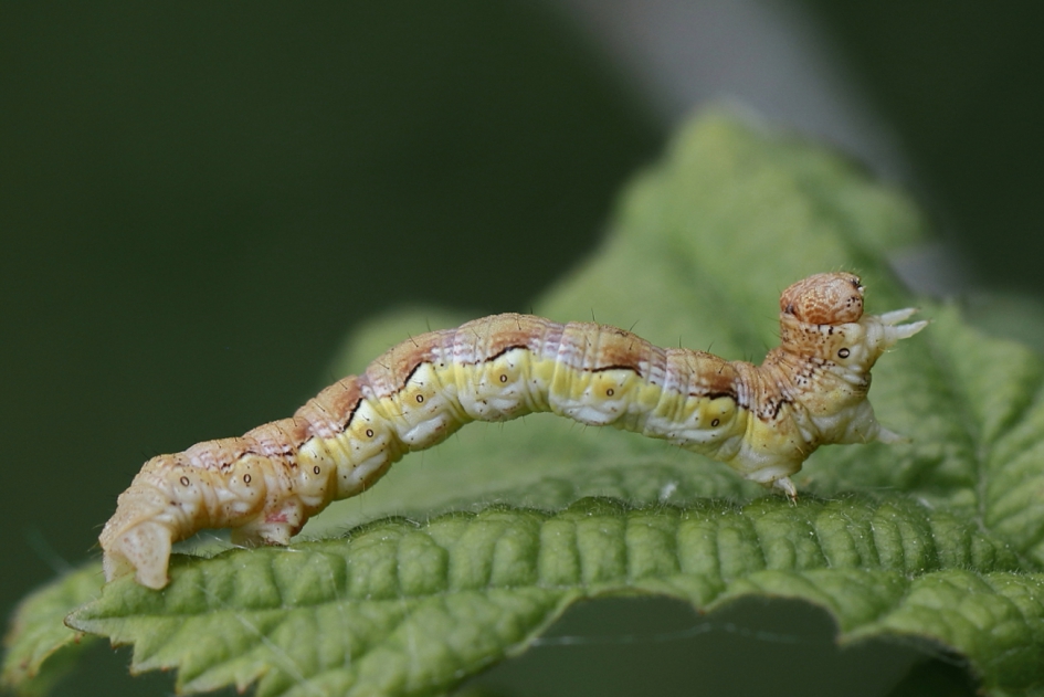 grote wintervlinder - Geleedpotigen - grote wintervlinder