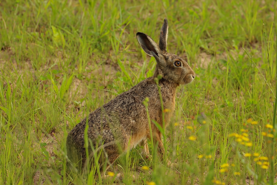 Haas - Zoogdieren - Europese haas