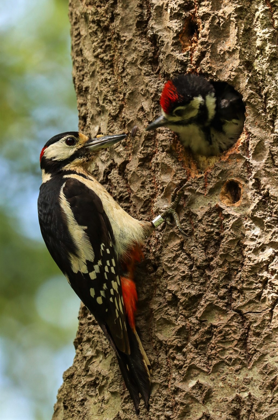 Heb je nog meer? - Vogels - Grote bonte specht
