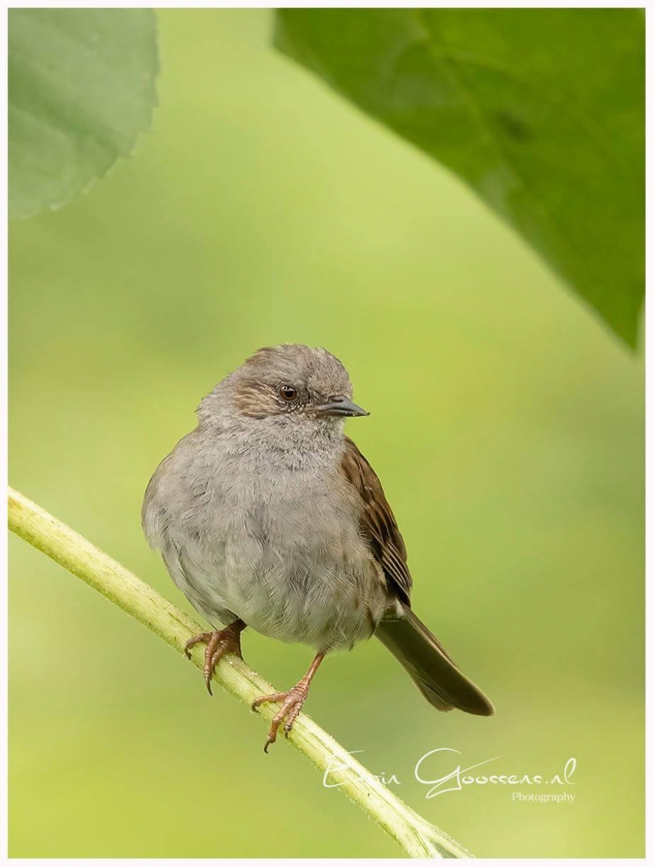 Heggenmus - Vogels - 