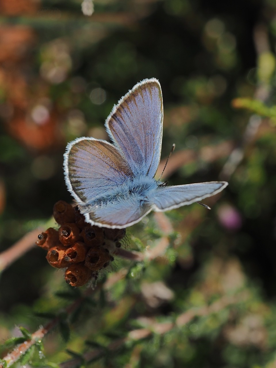 Heideblauwtje 1 - Geleedpotigen - Heideblauwtje