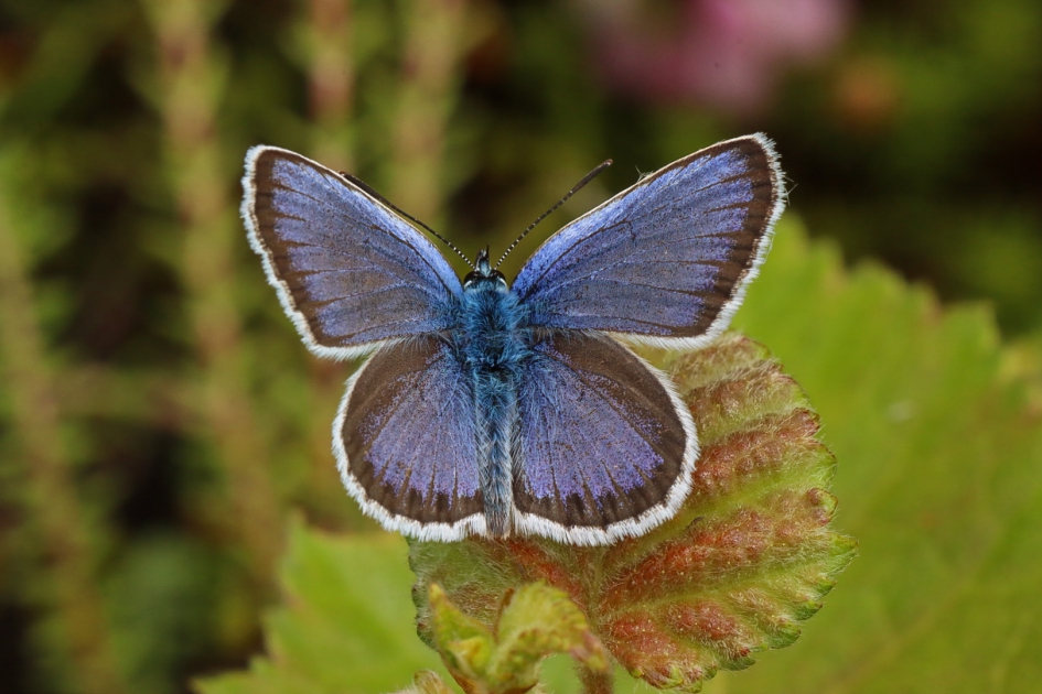 Heideblauwtje - Geleedpotigen - Heideblauwtje