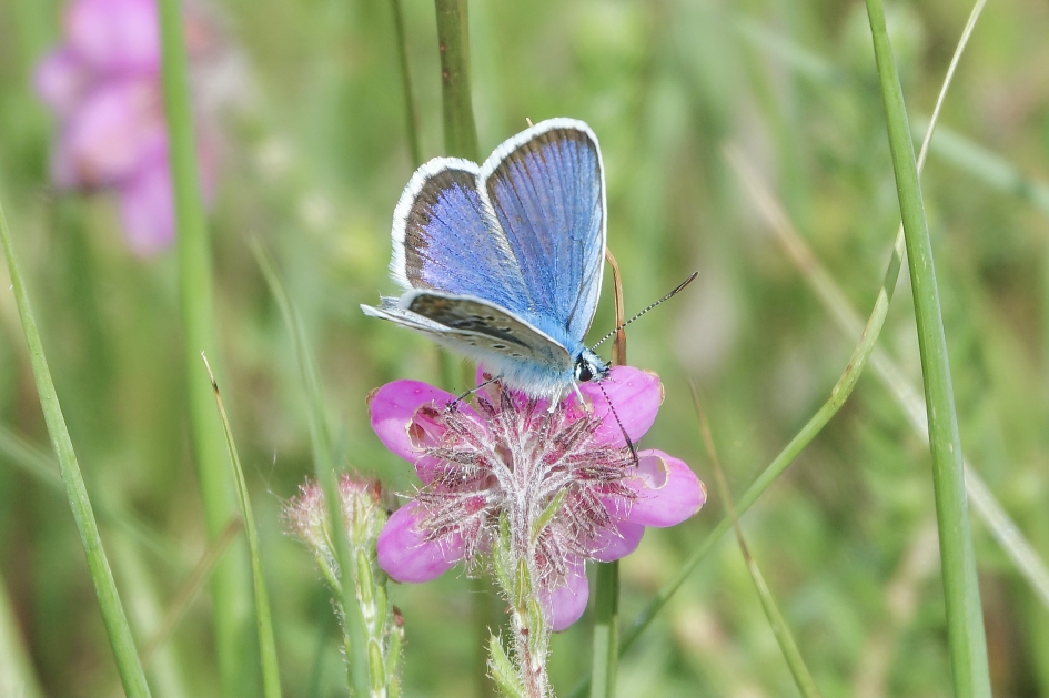 Heideblauwtje in zijn element - Geleedpotigen - Heideblauwtje