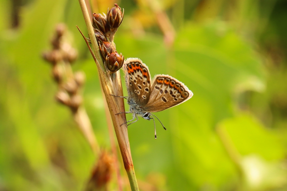 Heideblauwtje, v - Geleedpotigen - Heideblauwtje