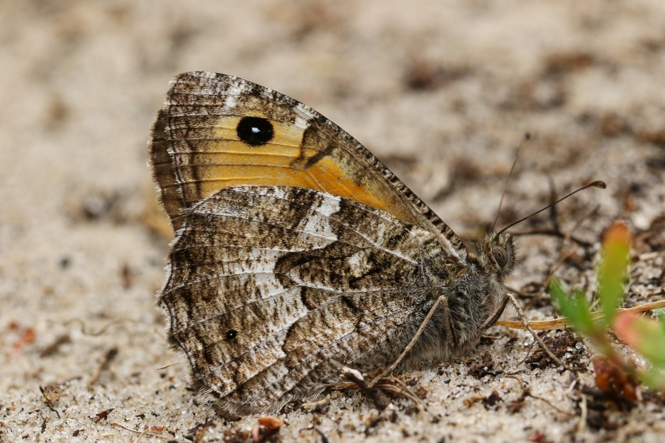 Heivlinder - Geleedpotigen - Heivlinder