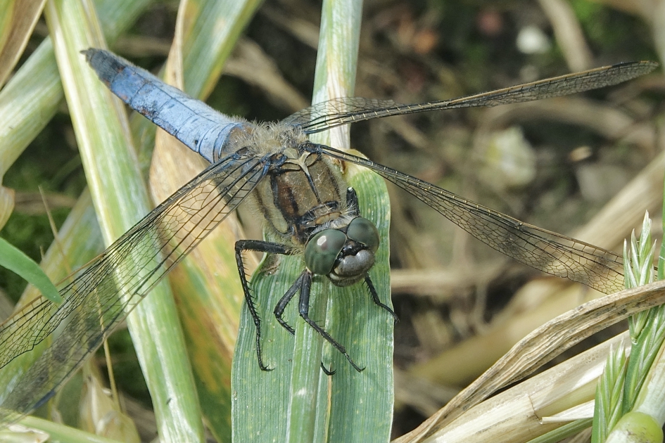 Heli - Geleedpotigen - Gewone oeverlibel