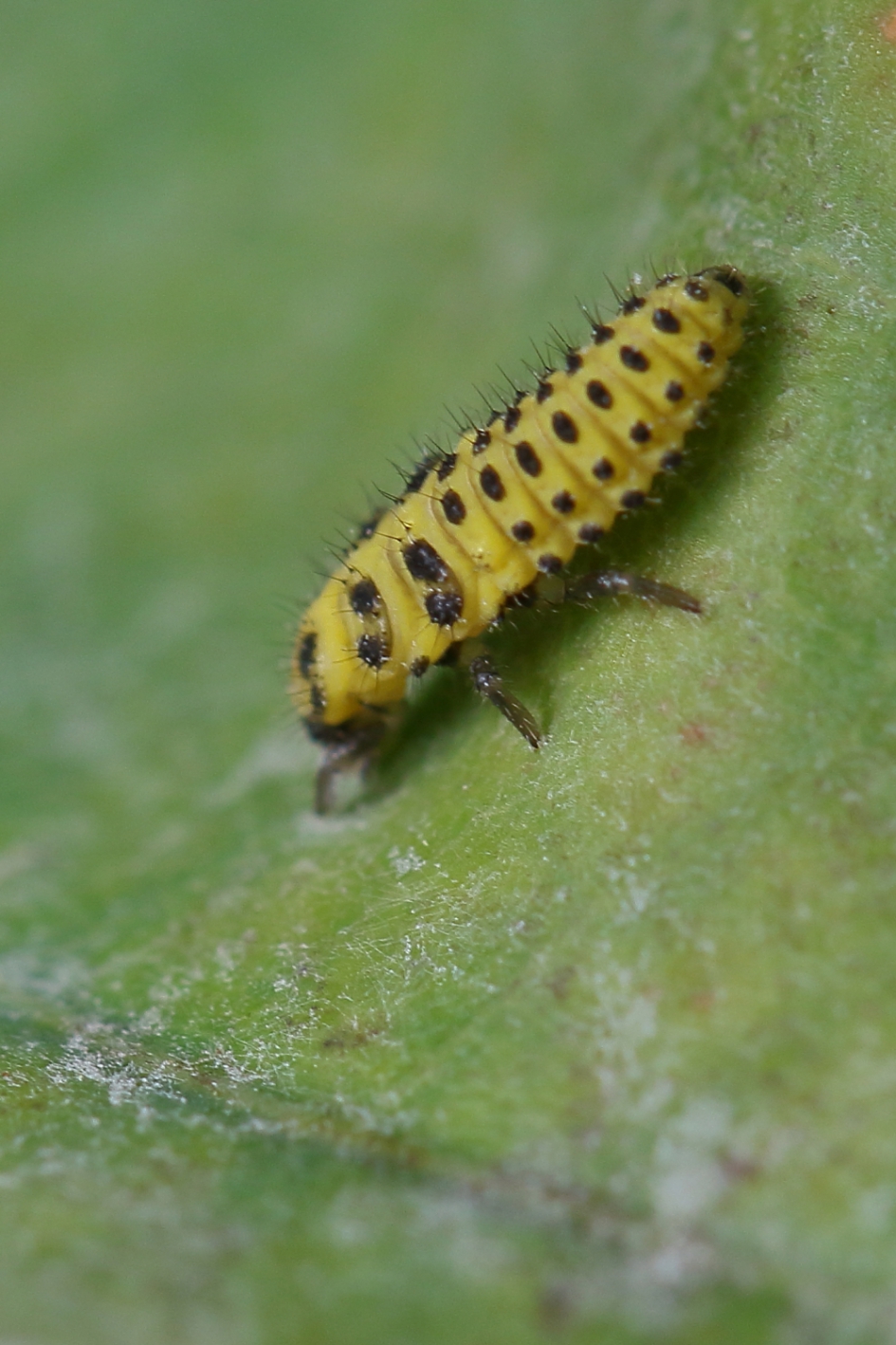 herkenbaar..... - Geleedpotigen - citroenlieveheersbeestje