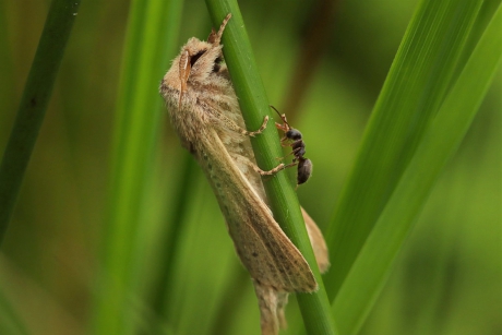 Het rietluipaard en de mier