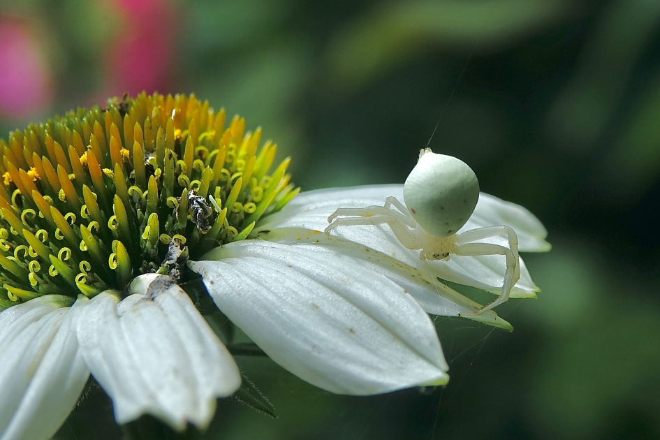 Hinderlaag pose - Geleedpotigen - Kameleonspin