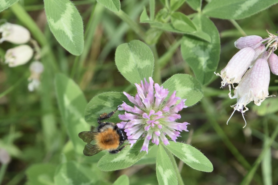 Hommel op de klaver - Planten - 