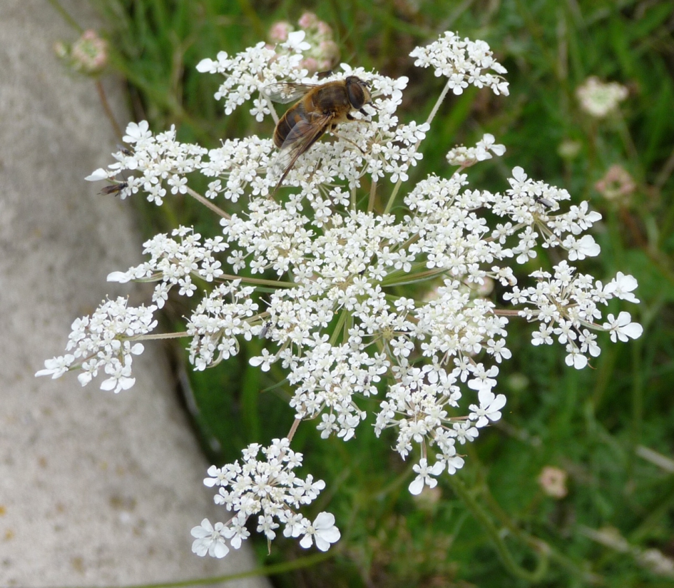 Wilde peen met bezoek - Planten - 