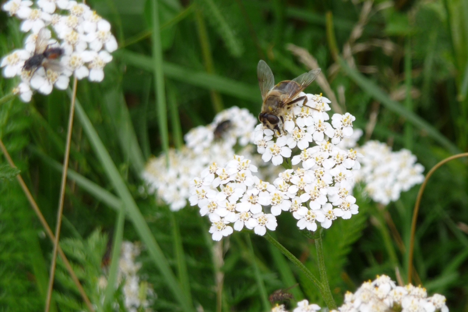 Duizendblad met hoog bezoek - Planten - 