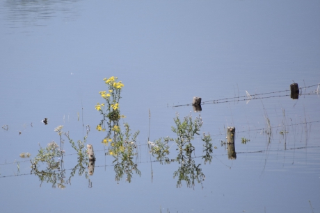 Hoog water