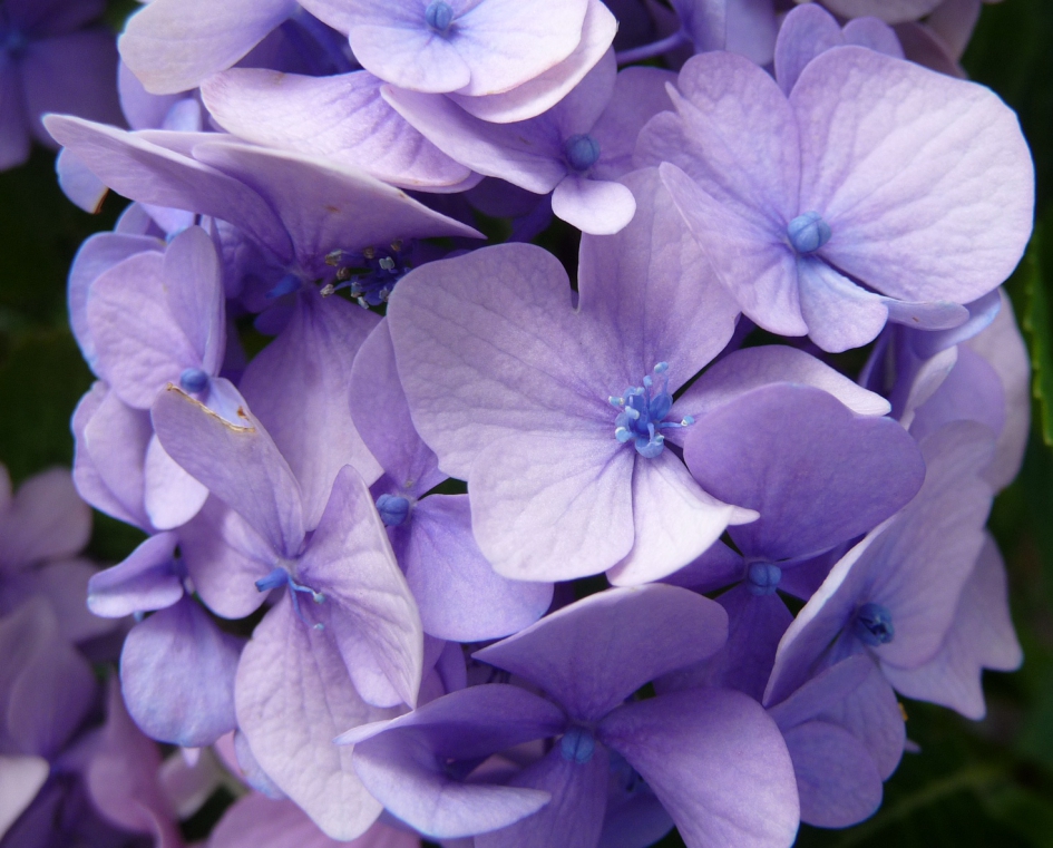 Hortensia - Planten - 