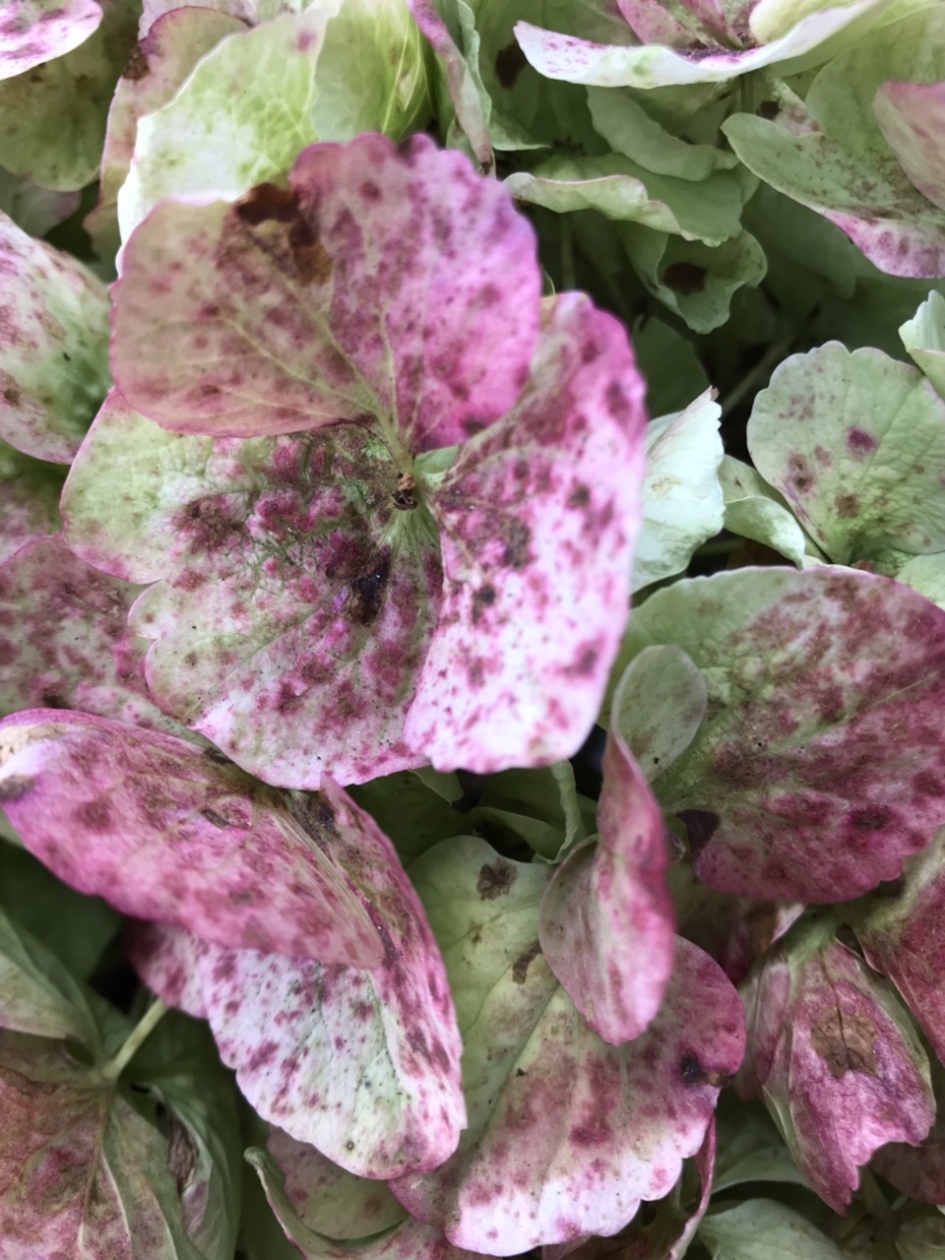 Hortensia - Planten - 