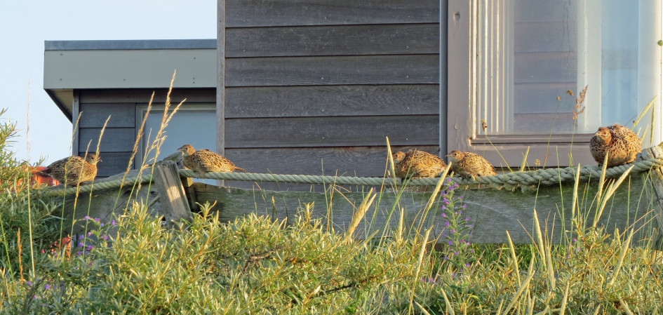 Huisfazanten - Vogels - 
