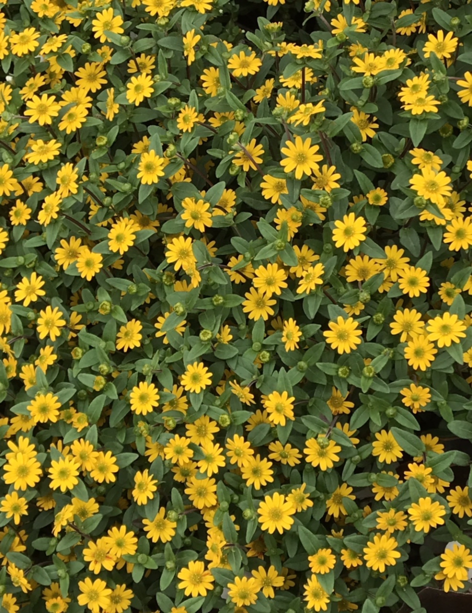 Huzarenknoop - Planten - 