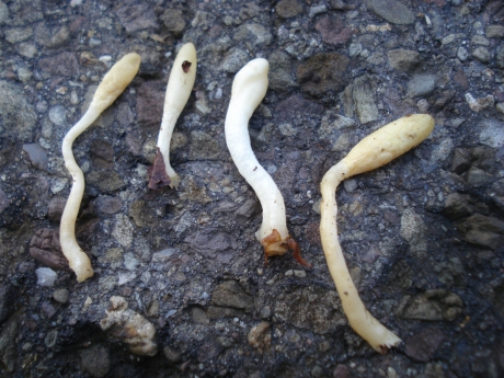 hypocreaalutacea