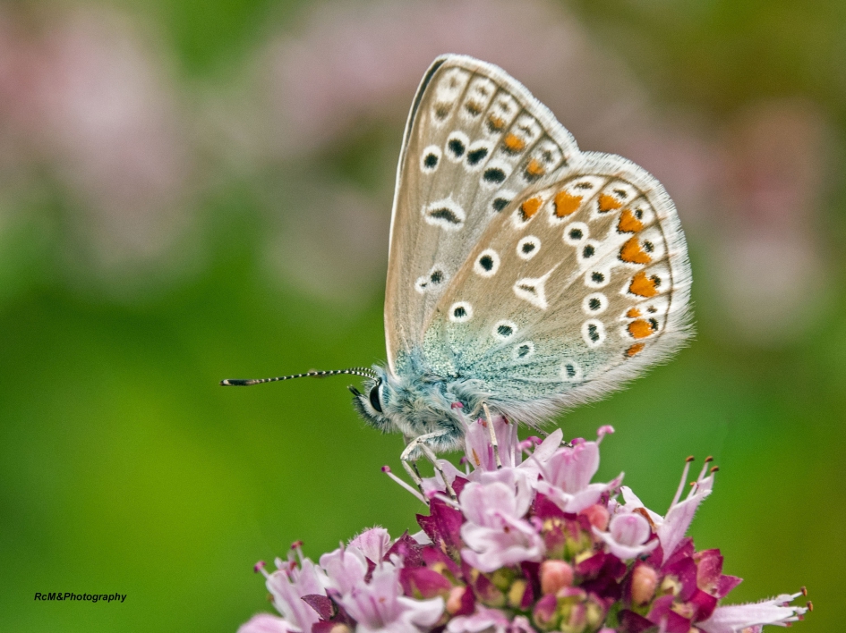 Icarusblauwtje. - Geleedpotigen - Icarusblauwtje.