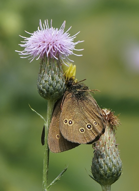 In de greep van de kameleon