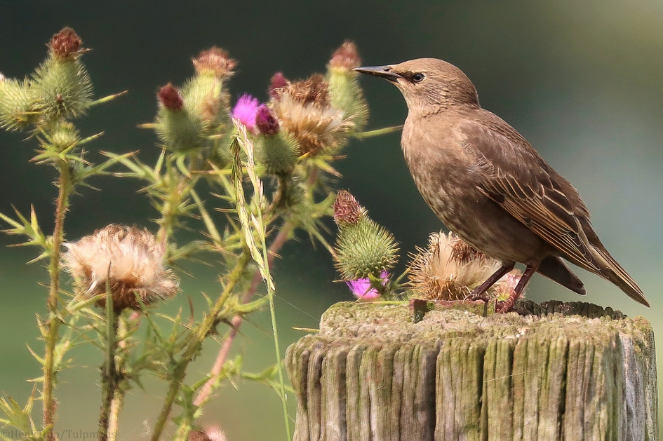 In een mooie omgeving geeft ook de spreeuw een mooi plaatje. - Vogels - Spreeuw
