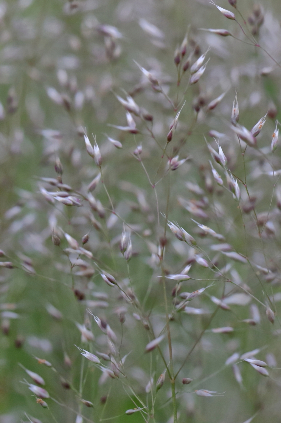 in het wilde weg - Planten - zilverhaver