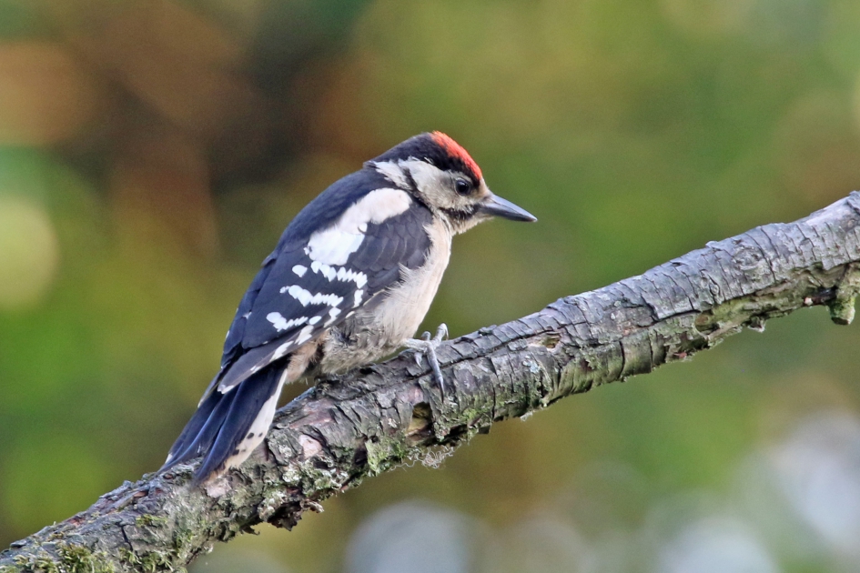 Jonge Grote bonte specht - Vogels - 