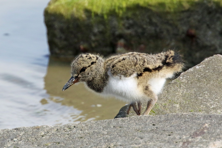 Jonge scholekster - Vogels - 