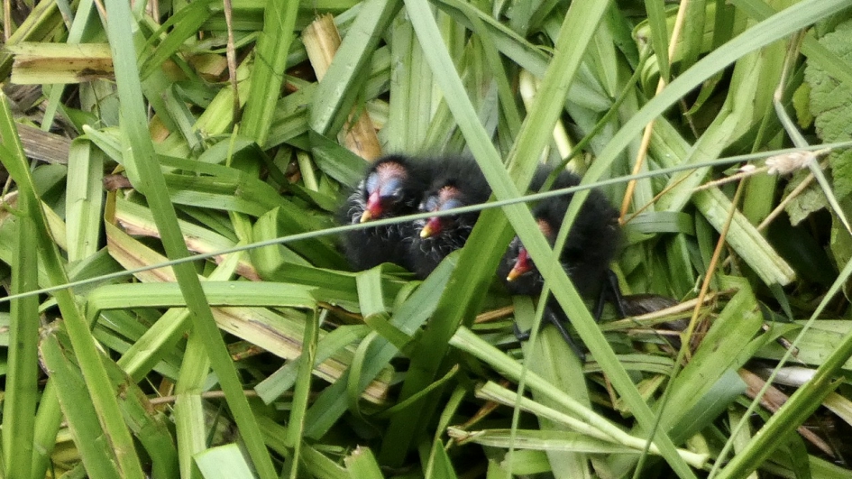Jonge Waterhoentjes - Vogels - Waterhoentjes