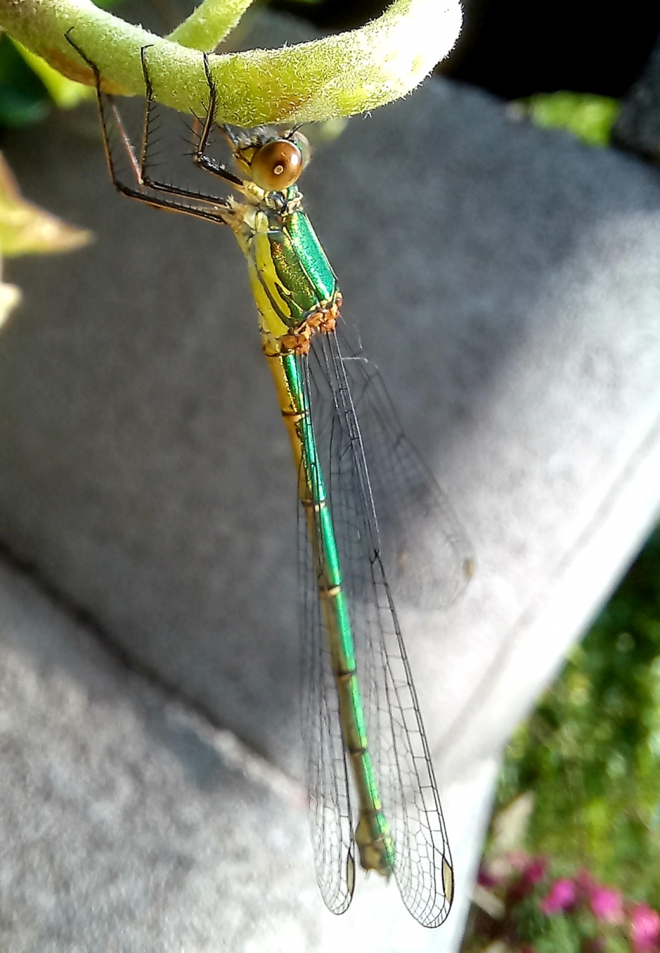 Juffer - Geleedpotigen - Juffer