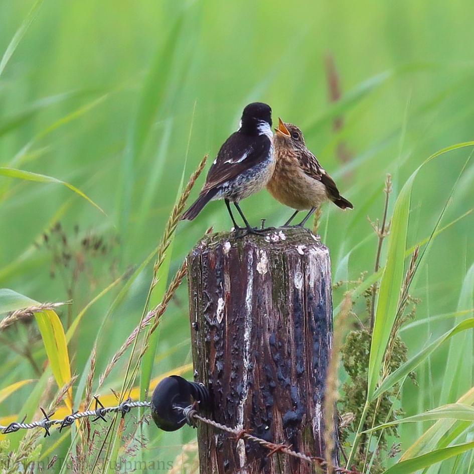 Juveniel bedelt om voedsel bij pa Roodborsttapuit. - Vogels - Roodborsttapuit